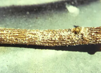 White Peach Scale (Heavy infestation forms white crust on stems and twigs) in Middle Tennessee