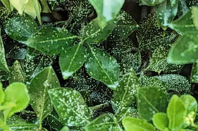 White (White peach scale) in Middle Tennessee