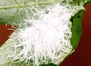 Wooly Alder Aphids (Piercing sucking) in Middle Tennessee