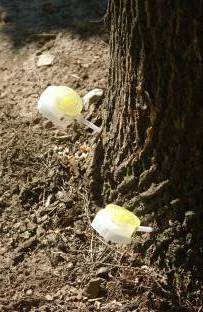 Trunk Injections — photo 2