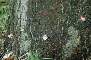 Trunk Injections — photo 3