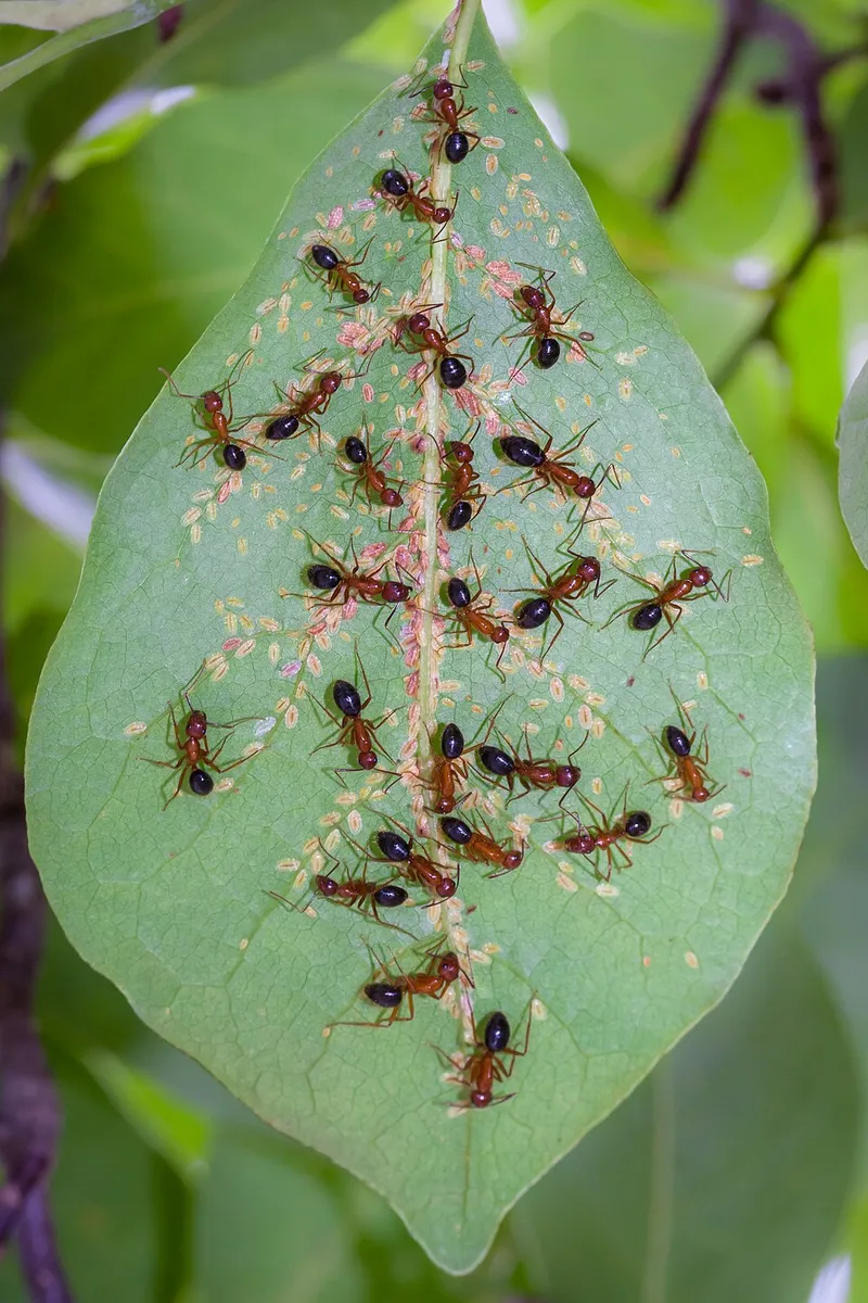 Tuliptree Scale (N/A) β pest in Middle Tennessee