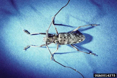 Twig Girdler — photo 2