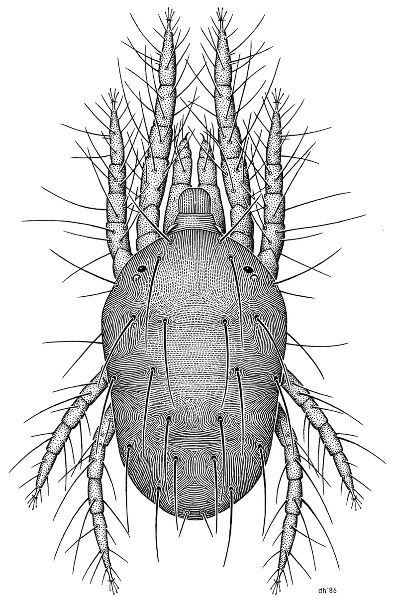 Twospotted Spider Mite (Tetranychus urticae) β pest in Middle Tennessee