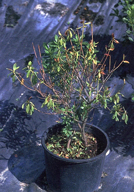 Wet Root Rots — photo 2