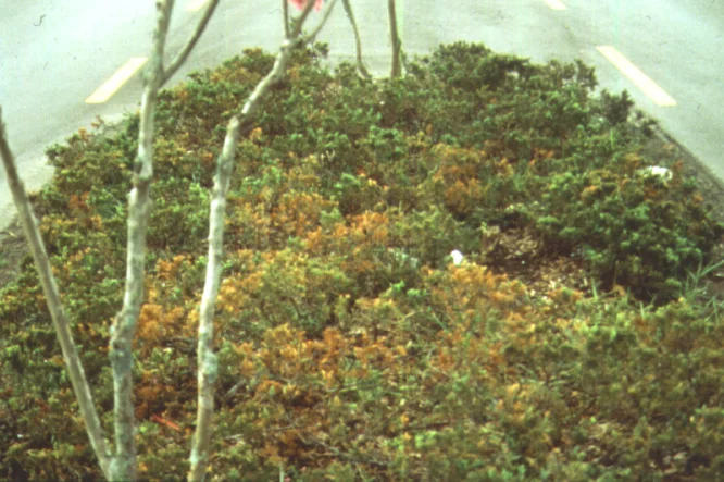 Wet Root Rots — photo 3