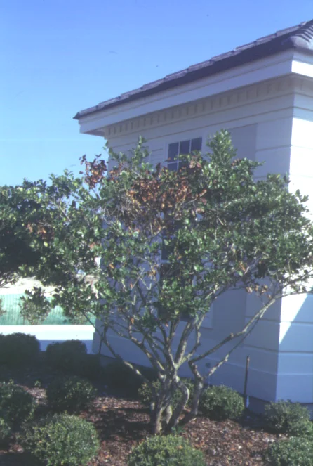 Wet Root Rots — photo 5