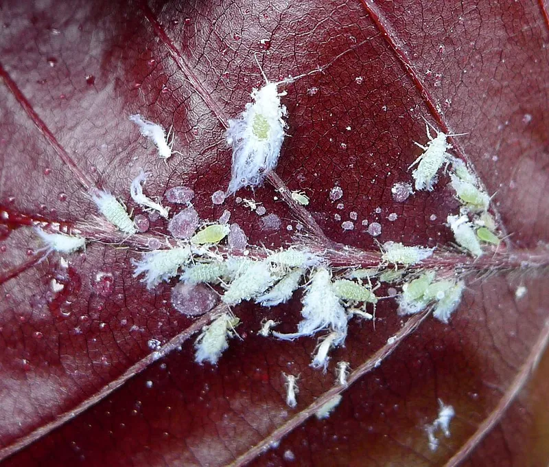 Woolly Beech Aphid (N/A) β pest in Middle Tennessee