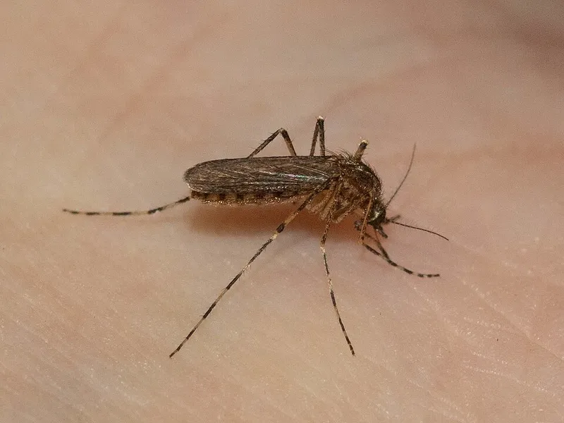 Cattail mosquito (Coquillettidia perturbans) β pest in Middle Tennessee