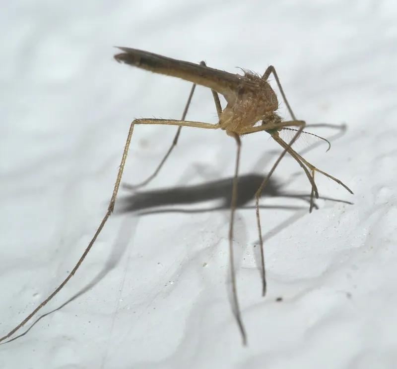 Eastern encephalitis mosquito (Culex restuans) β pest in Middle Tennessee