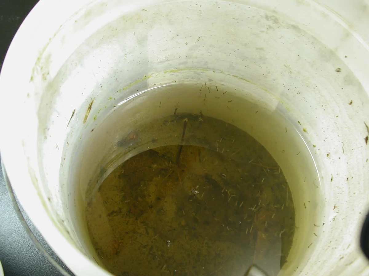 ‘Suburban’ Mosquitoes — photo 2