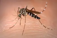 Asian tiger mosquito in Middle Tennessee
