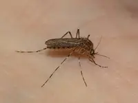 Cattail mosquito in Middle Tennessee