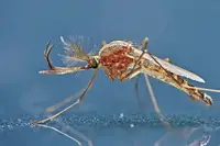 Common house mosquito in Middle Tennessee