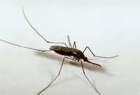 Common malaria mosquito in Middle Tennessee