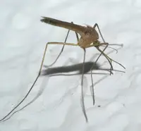 Eastern encephalitis mosquito in Middle Tennessee