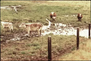 ‘Rural’ Mosquitoes () in Middle Tennessee