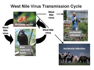 West Nile Virus Symptoms () in Middle Tennessee
