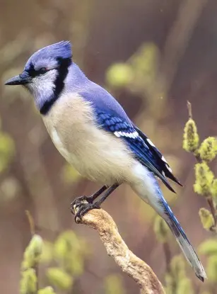 West Nile Virus Transmission (Birds are primary hosts, others are incidental Hum) in Middle Tennessee