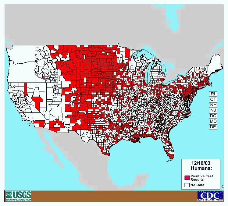 ‘Urban’ Mosquitoes — photo 3