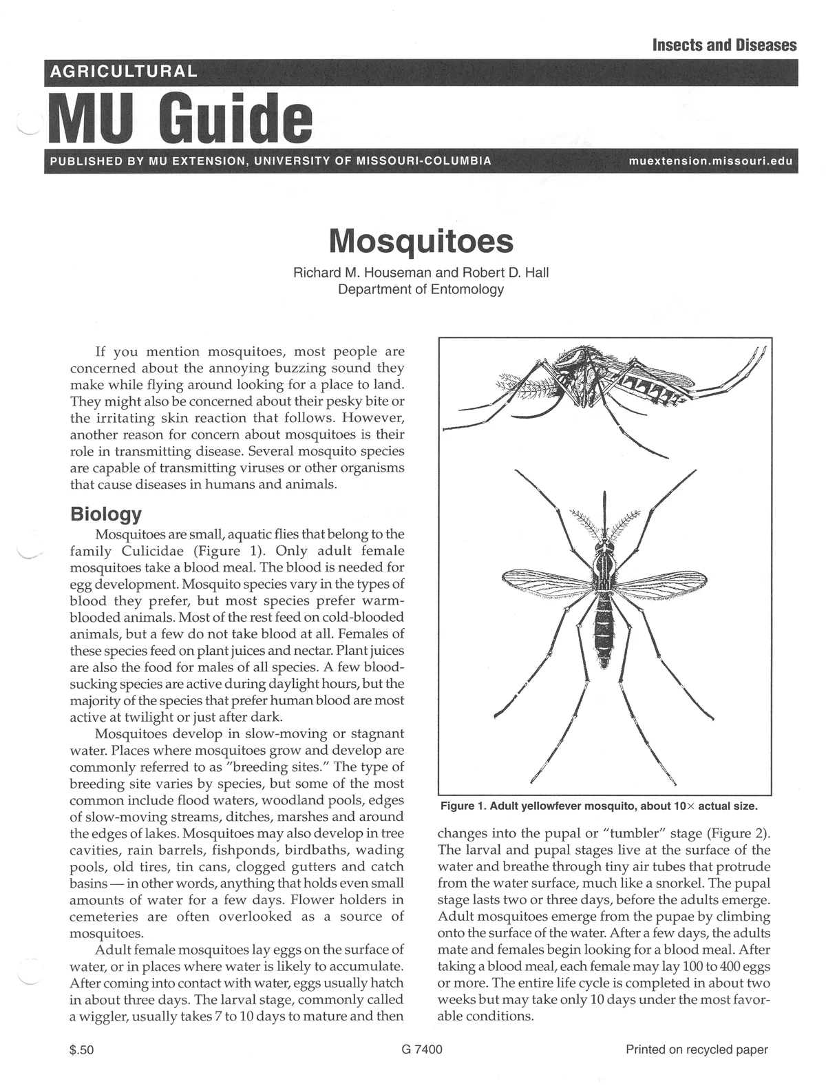 ‘Urban’ Mosquitoes — photo 4