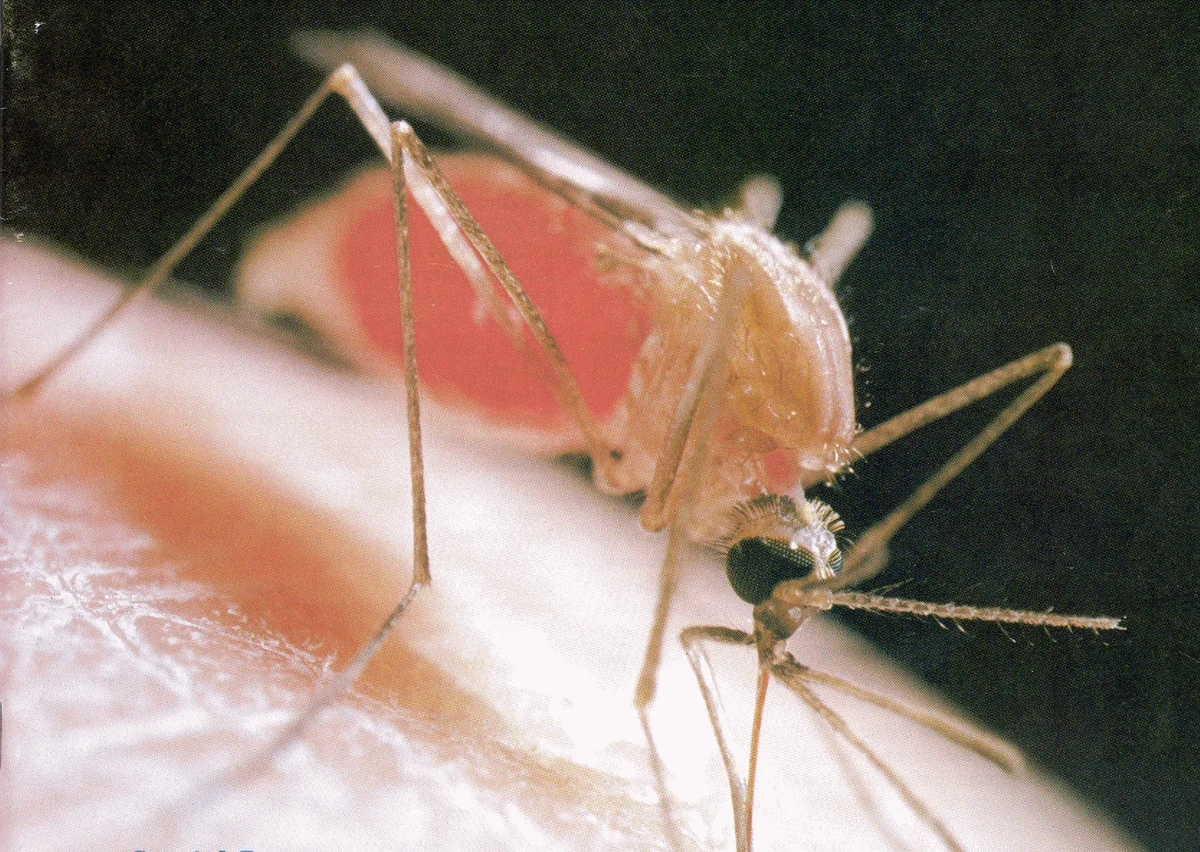 West Nile Virus Transmission — photo 2