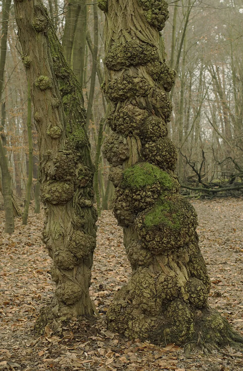 Anthracnose plant disease in Middle Tennessee