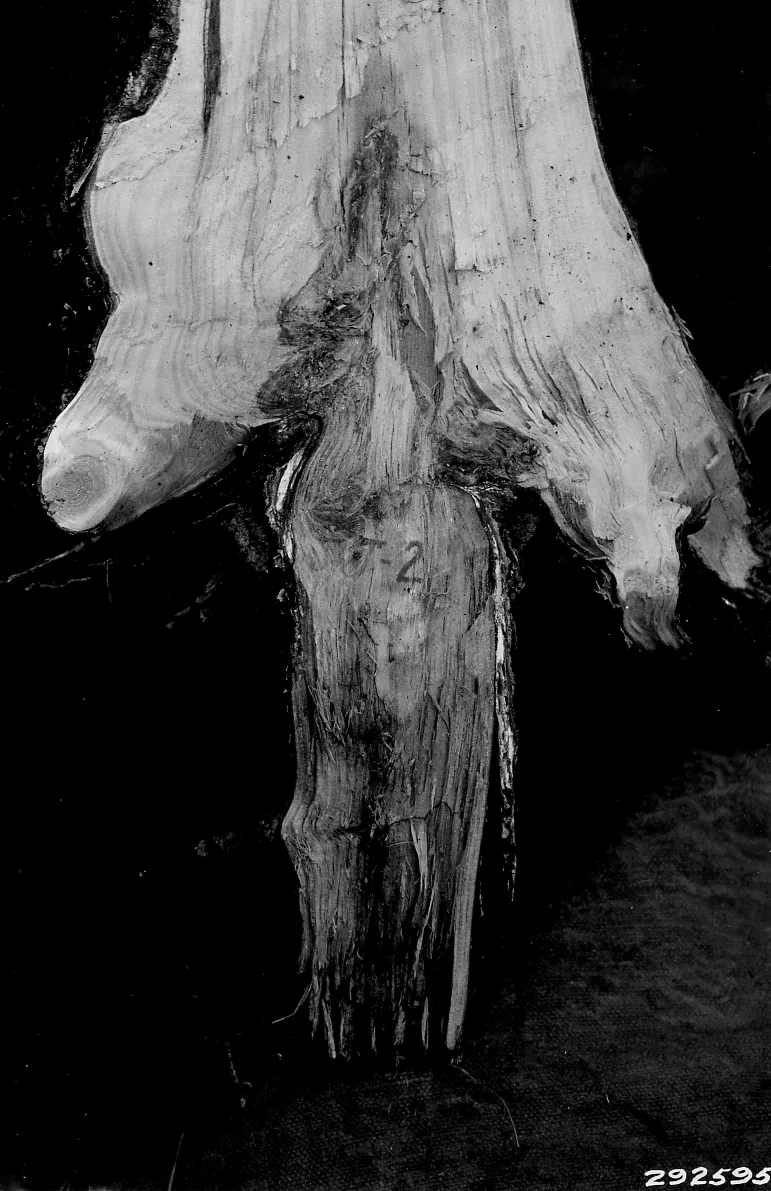 Armillaria Root Rot plant disease in Middle Tennessee