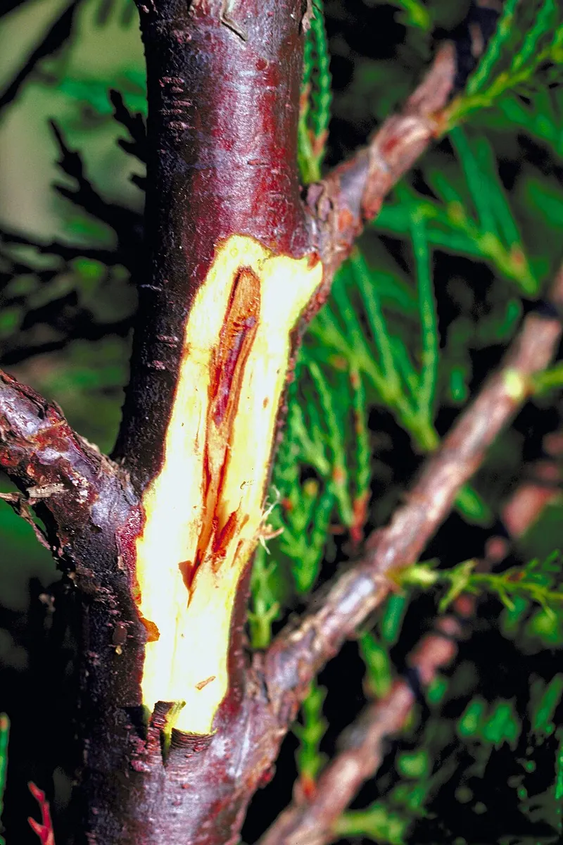 Botryosphaeria plant disease in Middle Tennessee