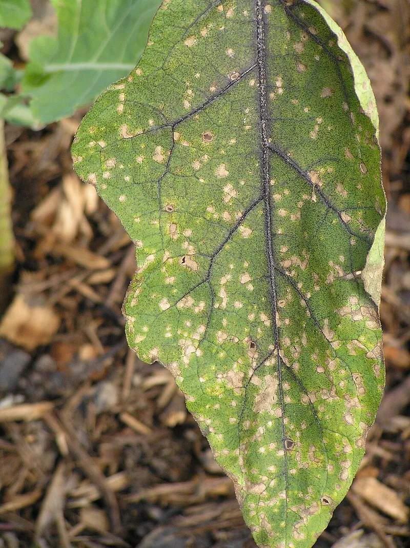 Cercospora Leaf Spot plant disease in Middle Tennessee