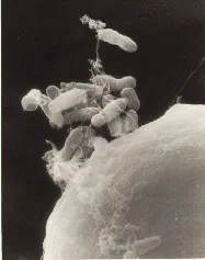 Crown Gall plant disease in Middle Tennessee