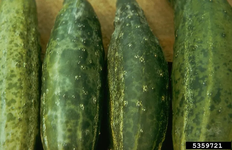 Cucumber Mosaic Virus plant disease in Middle Tennessee