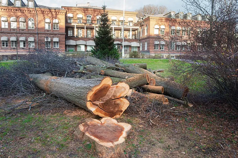 Dutch Elm Disease plant disease in Middle Tennessee
