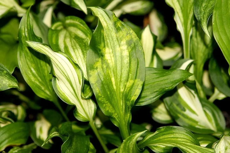 Hosta Virus X plant disease in Middle Tennessee
