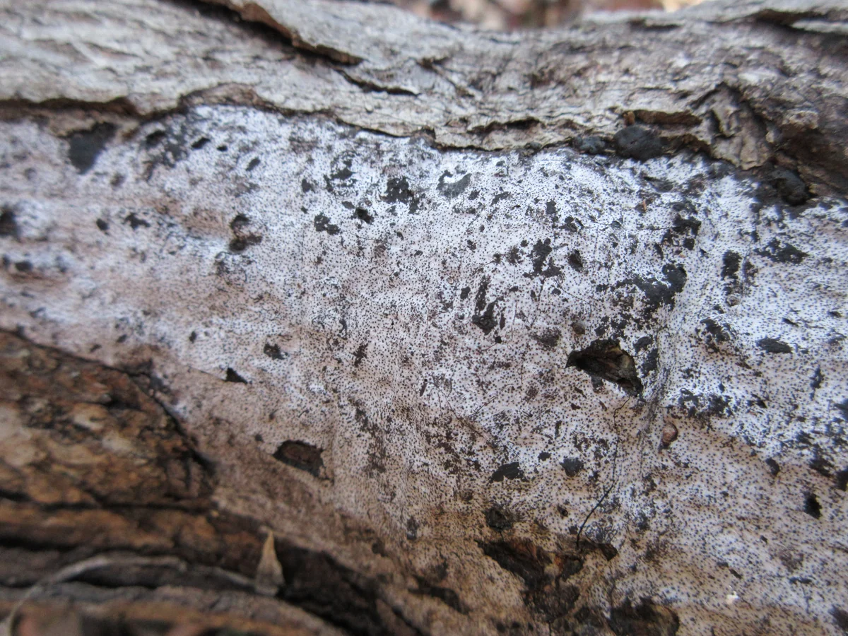 Hypoxylon Canker — photo 3