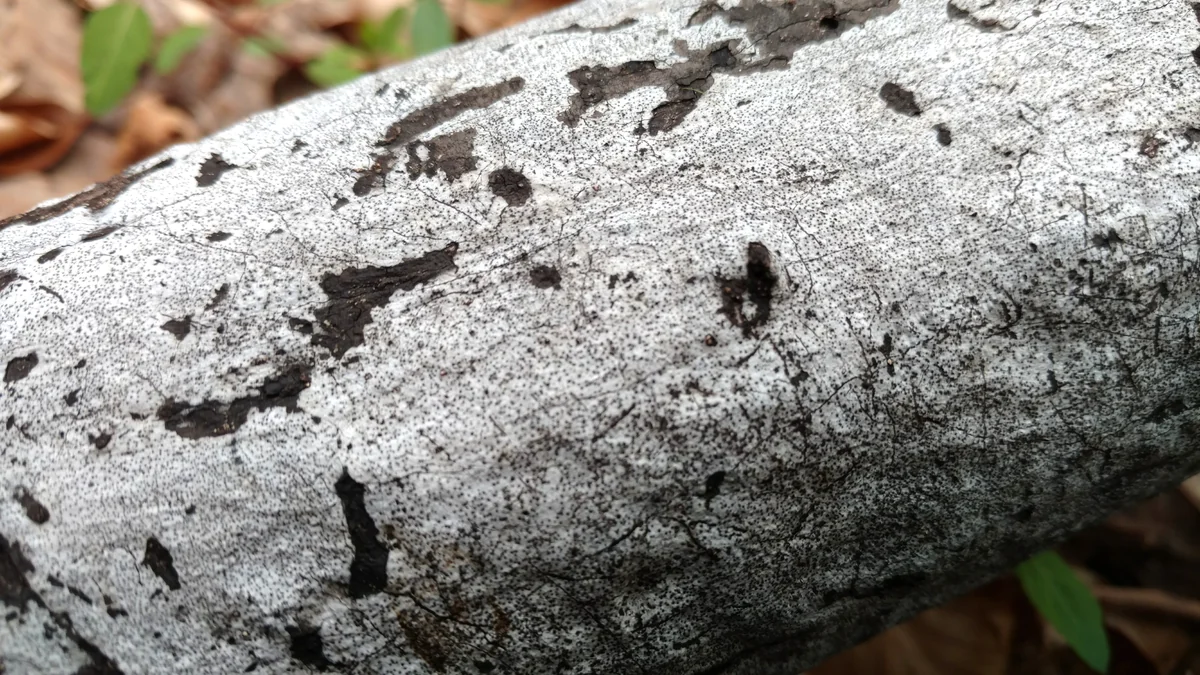 Hypoxylon Canker plant disease in Middle Tennessee