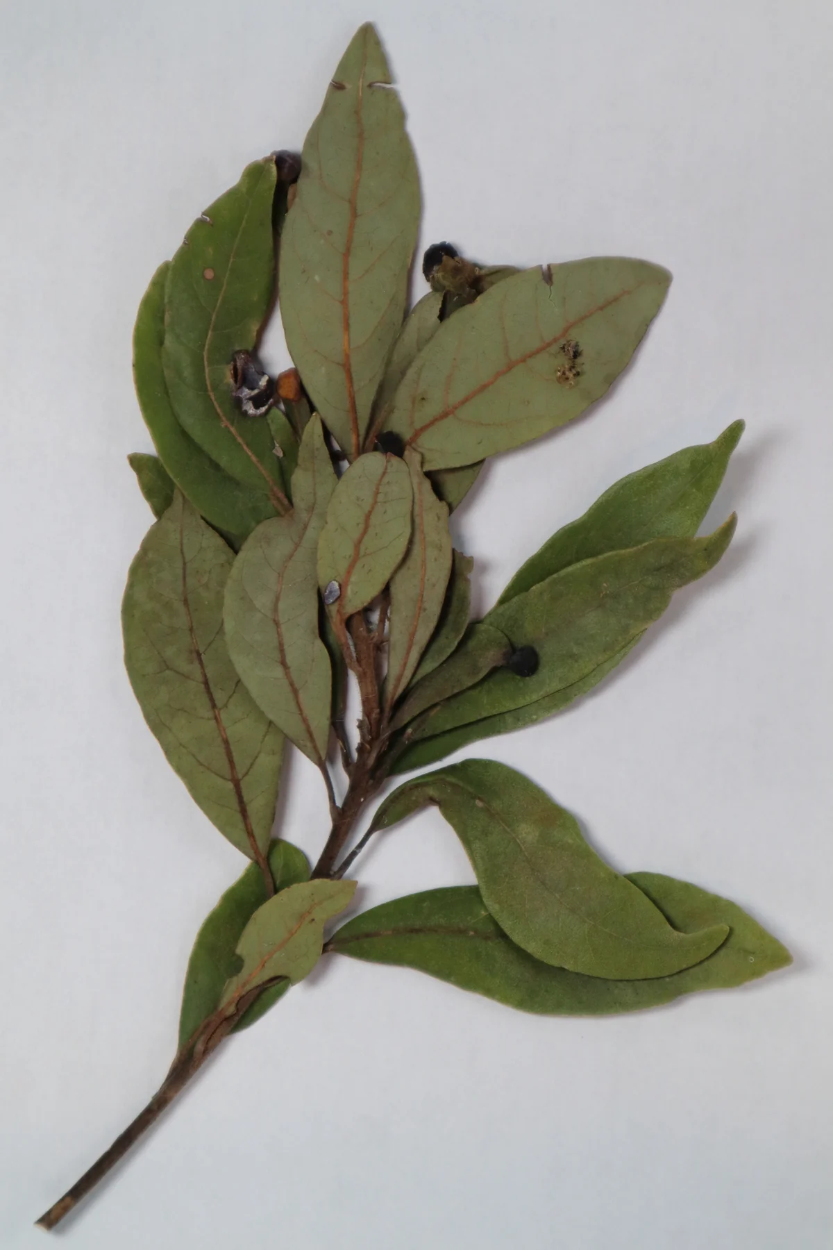 Laurel Wilt plant disease in Middle Tennessee