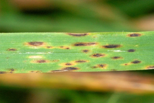 leaf spot plant disease in Middle Tennessee