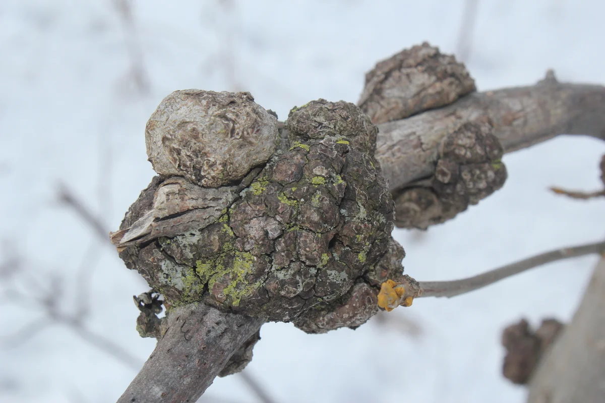 Phomopsis — photo 3