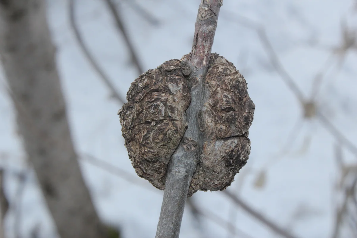 Phomopsis plant disease in Middle Tennessee