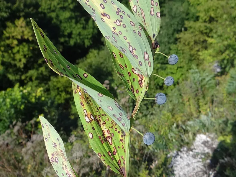 Phyllosticta plant disease in Middle Tennessee