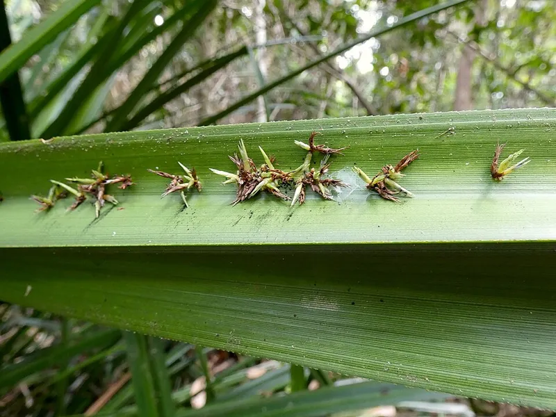 Phytoplasmas plant disease in Middle Tennessee