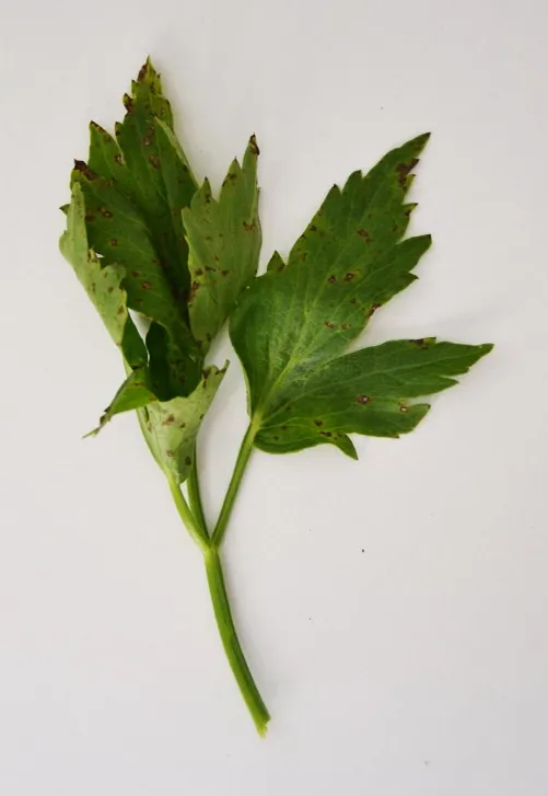 Pseudomonas Syringae plant disease in Middle Tennessee