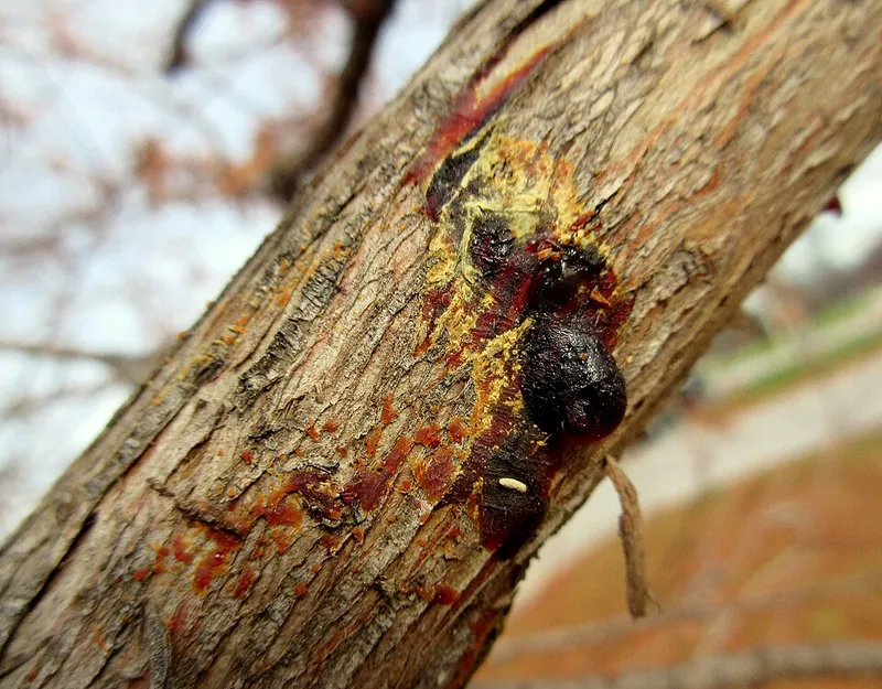 Seiridium Canker plant disease in Middle Tennessee