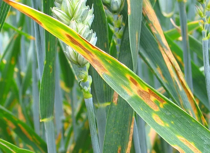 Septoria plant disease in Middle Tennessee