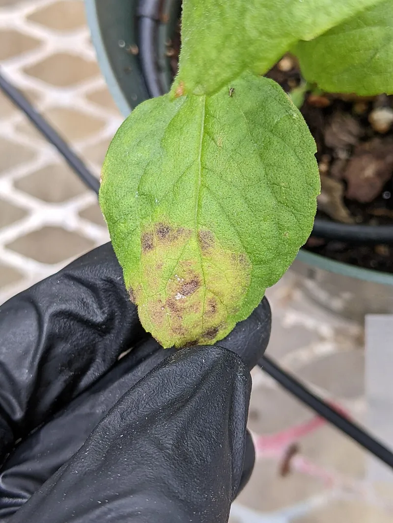 Tomato Ringspot Virus plant disease in Middle Tennessee
