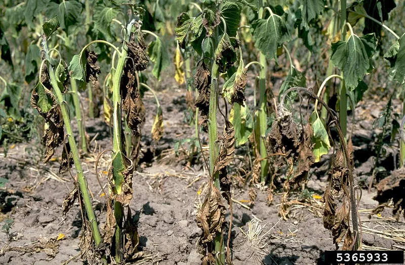 Verticillium Wilt plant disease in Middle Tennessee