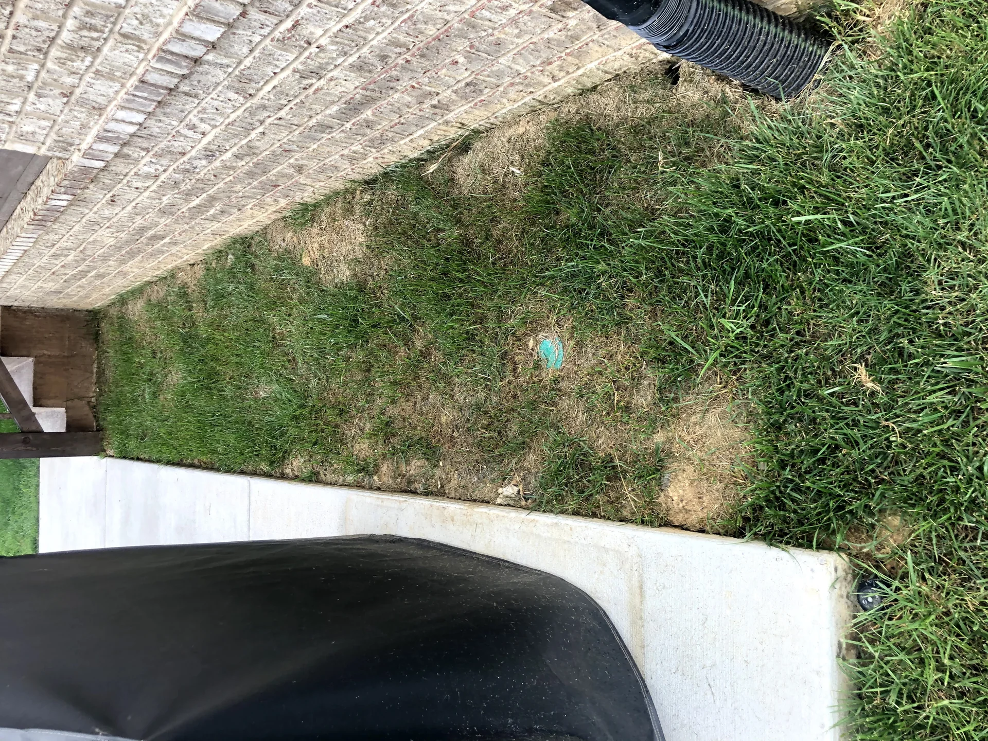 Brown Patch — photo 3