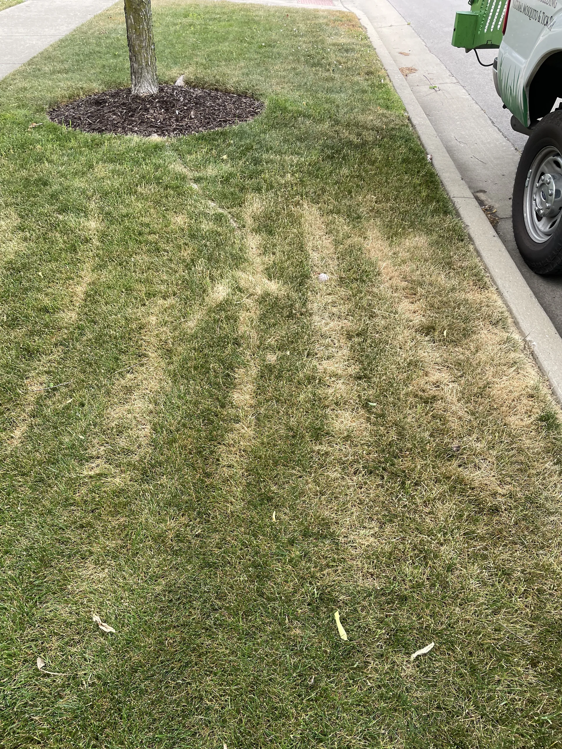 Heat stress tracking from mowing fescue when hot leading to brown patch disease in Middle Tennessee