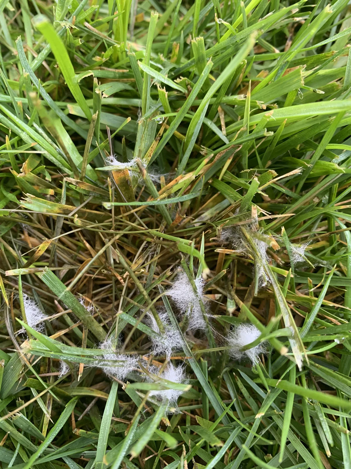 Brown Patch — photo 9